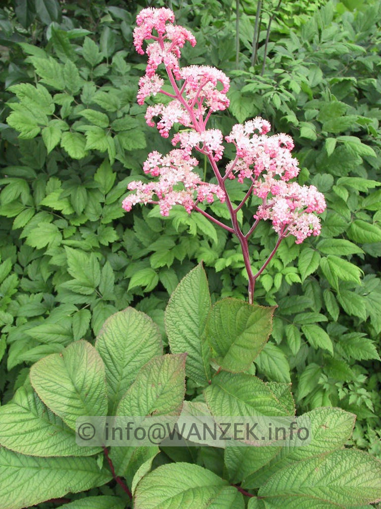 Rodgersia pinnata 05 bluehend.jpg